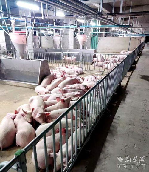 鄂城兩會 湖北一地提出打造 八戒小鎮 ,達產后預計年產值120億元