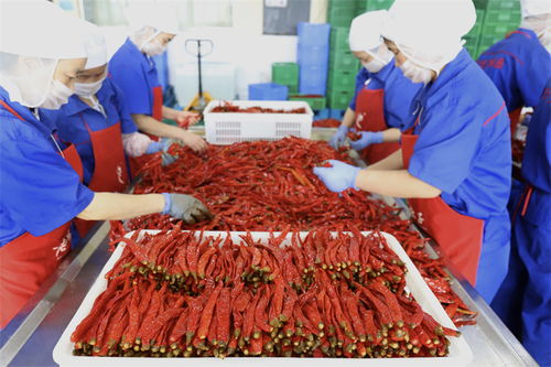 稅 鏈 驅動 四川特色產(chǎn)業(yè)集群的發(fā)展引擎